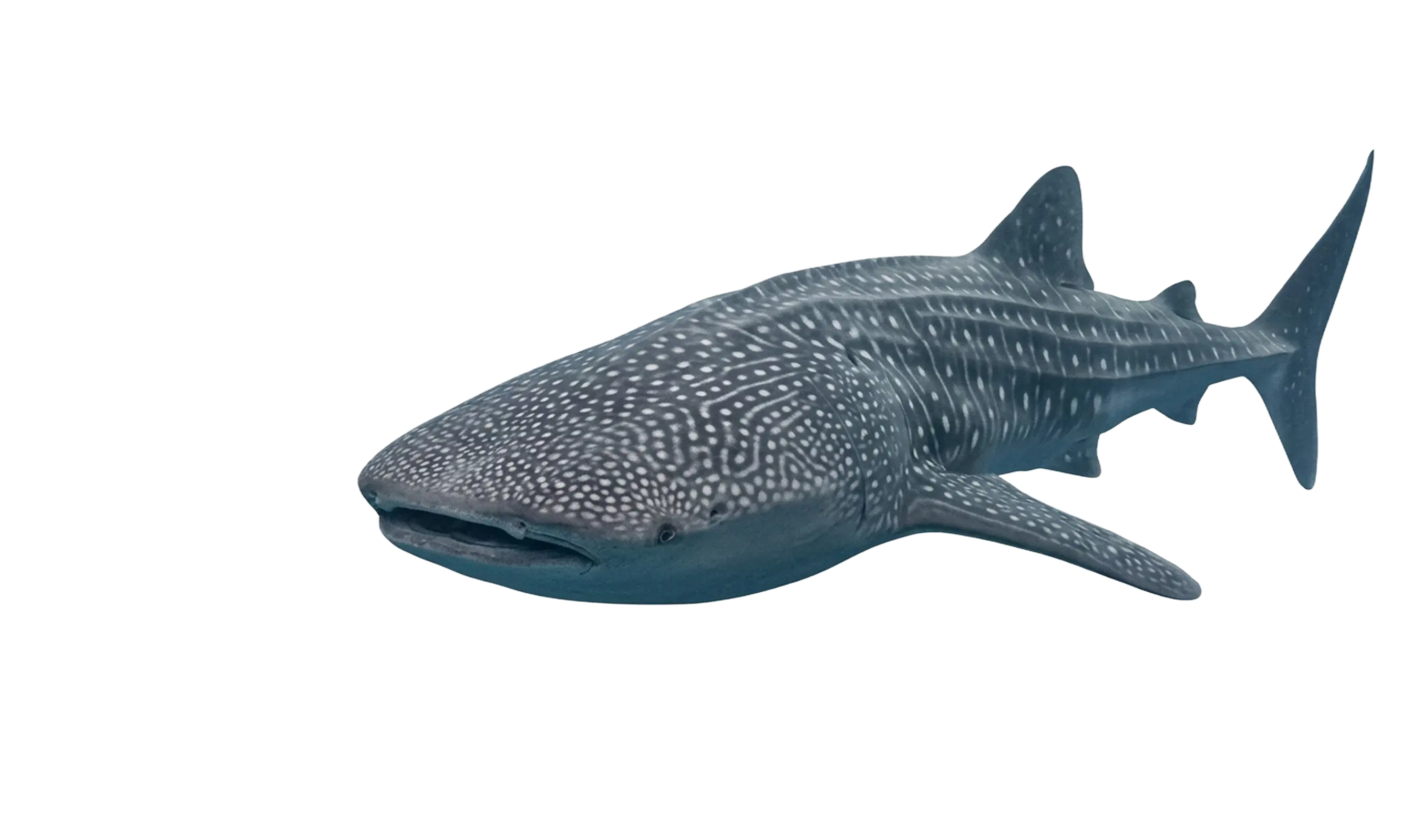 Whale Shark — Marine Life Identification